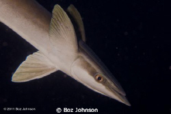 This Remora kept trying to attach itself to my fins. Niko... by Boz Johnson 